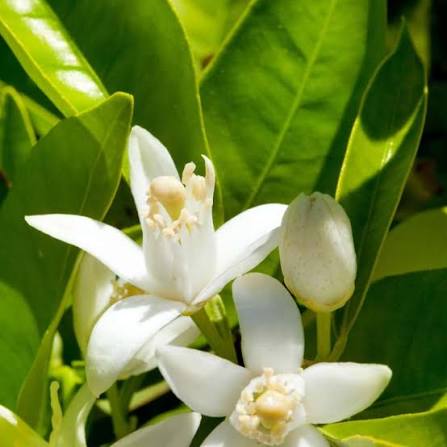 Aroma Azahar
