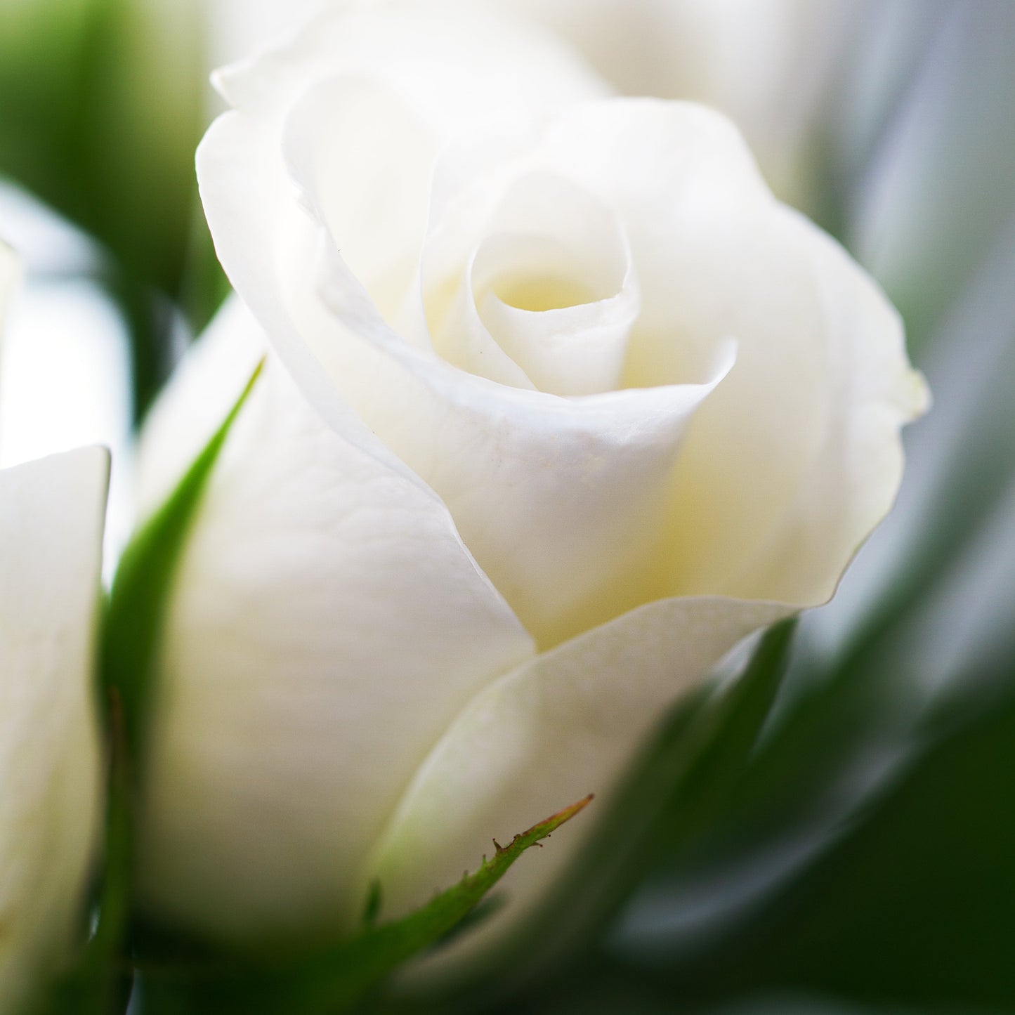 Aroma Rosas Blancas