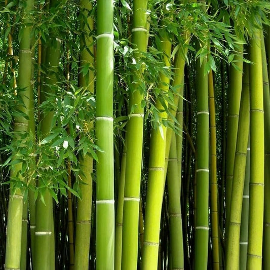 Aroma Bambú