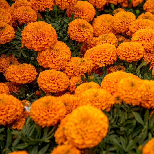 Aroma Flor de cempasúchil