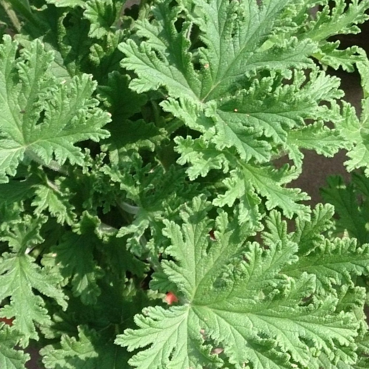 Aroma Citronela
