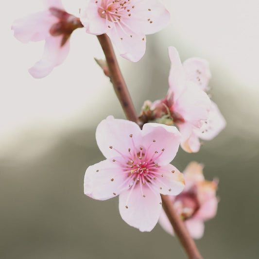 Aroma Cherry Blossom