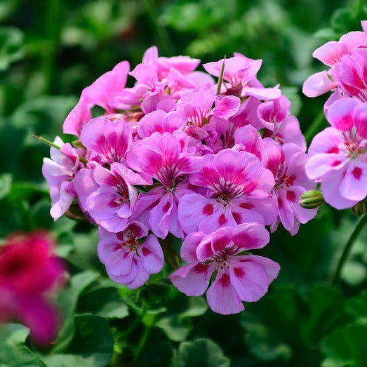 Aroma Geranio