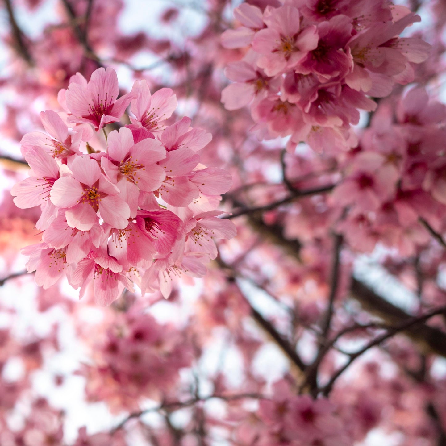 Aroma Flor de Cerezo