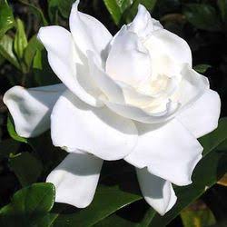 Aroma Gardenia