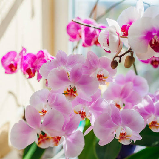 Aroma Orquídea