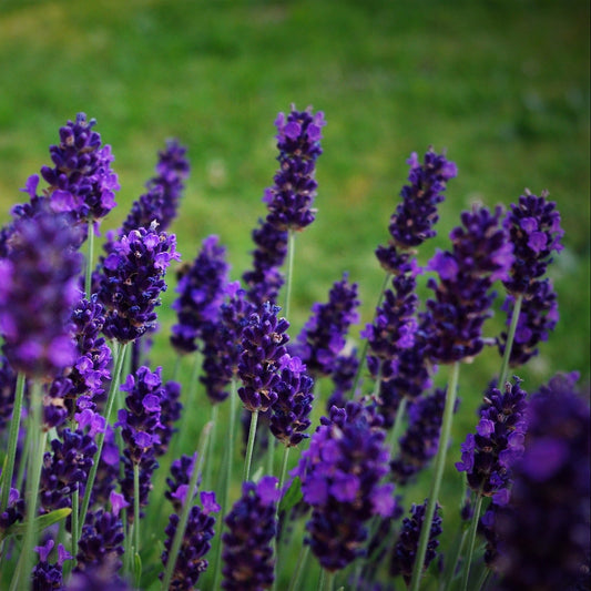 Aroma Lavanda