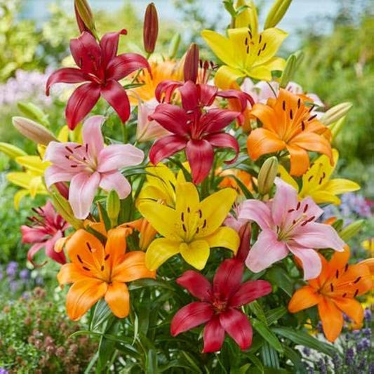Aroma Lily