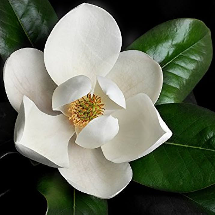Aroma Magnolia