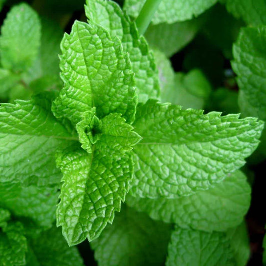 Aroma Menta