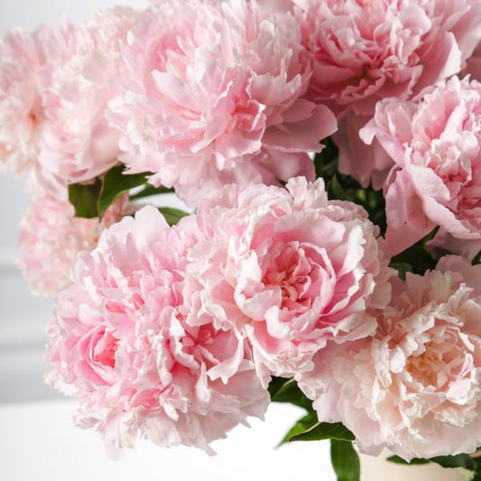 Aroma Peonia