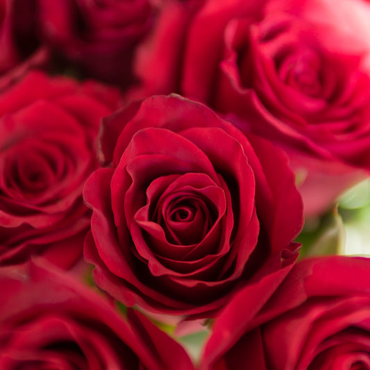 Aroma Rosas Rojas