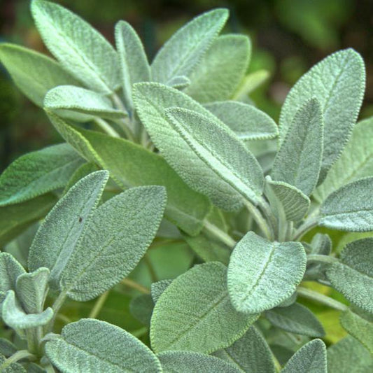 Aroma Salvia