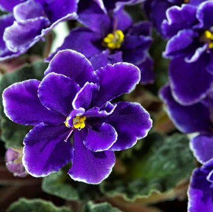 Aroma Violeta
